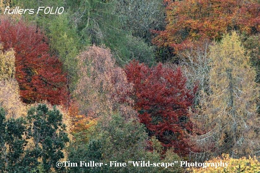 Autumn Colours Landscape