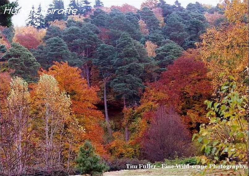 Autumn Coloured Trees
