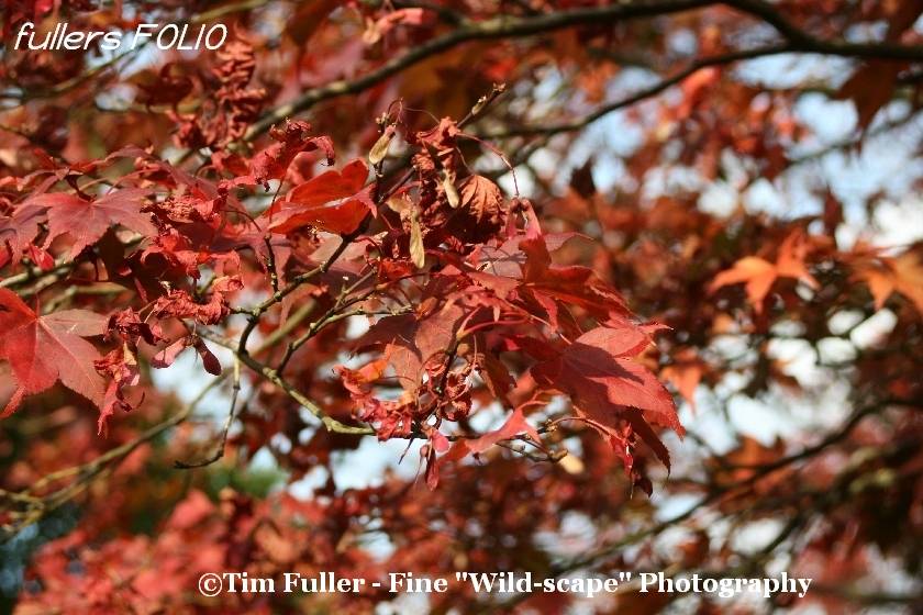 Autumn Coloured Sycamore Leaves