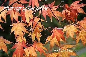 Autumn Coloured Acer