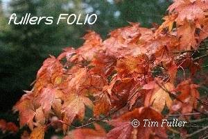 Image ofRain Dripping off Autumn Coloured Acer Leaves