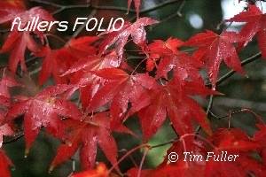 Image ofRain drops on Red Acer Leaves