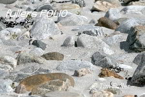 Image ofBeach Pebbles in Sand