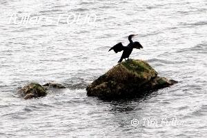 Image ofShag - Bird Stretching Wings