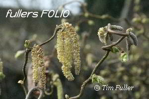 Image ofCatkins in the sun