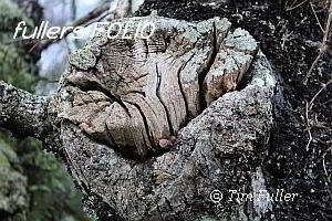Image ofCracked Stump
