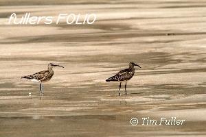 Image ofCurlews on the Beach
