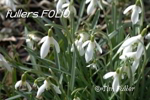Image ofLovely Snowdrops