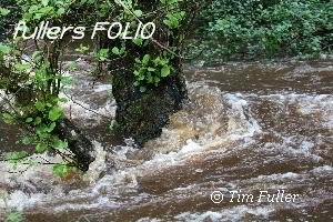 Image ofWater lapping against tree - June 2012 floods