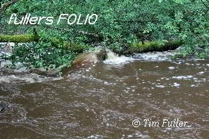 Image ofWater swirling over tree - June 2012 floods