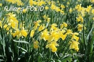 Image ofDaffodils in a Orchard