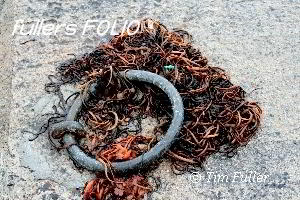 Image ofMooring Ring and Seaweed