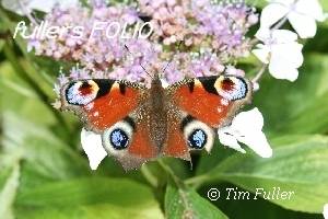 Image ofPeacock Butterfly - Inachis io