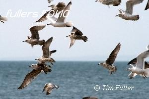 Image ofHerring Gulls