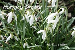 Image ofFlowering Snowdrops
