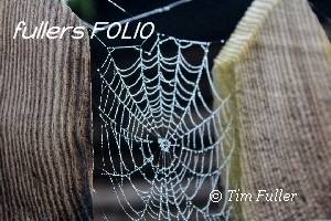 Image ofSpiders Web on Wooden Fence