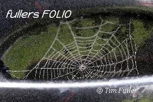 Image ofSpiders Web Vibrating on Car Door