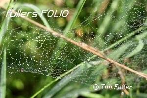 Image ofWater droplets on Spiders Web