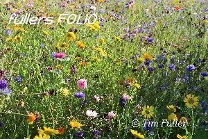 Image ofSummer Wild Flowers