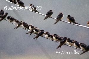 Image ofSwallows waiting to Migrate