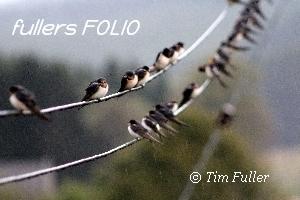 Image ofSwallows sitting on Power Lines in the Rain