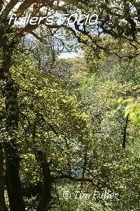Image ofView through the trees