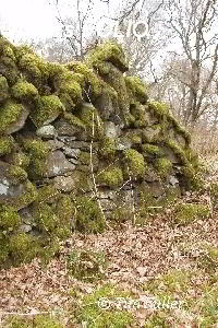 Image ofOld Stone Wall