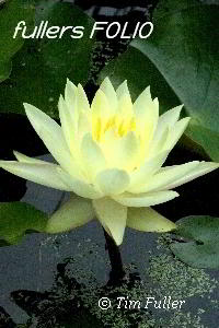 Image ofWater Lily